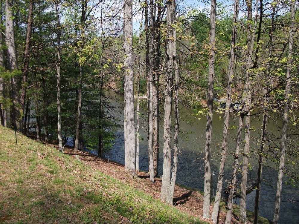 511 Ridgelake Road Goodview, VA 24095 - Photo 19 of 21 a view of forest