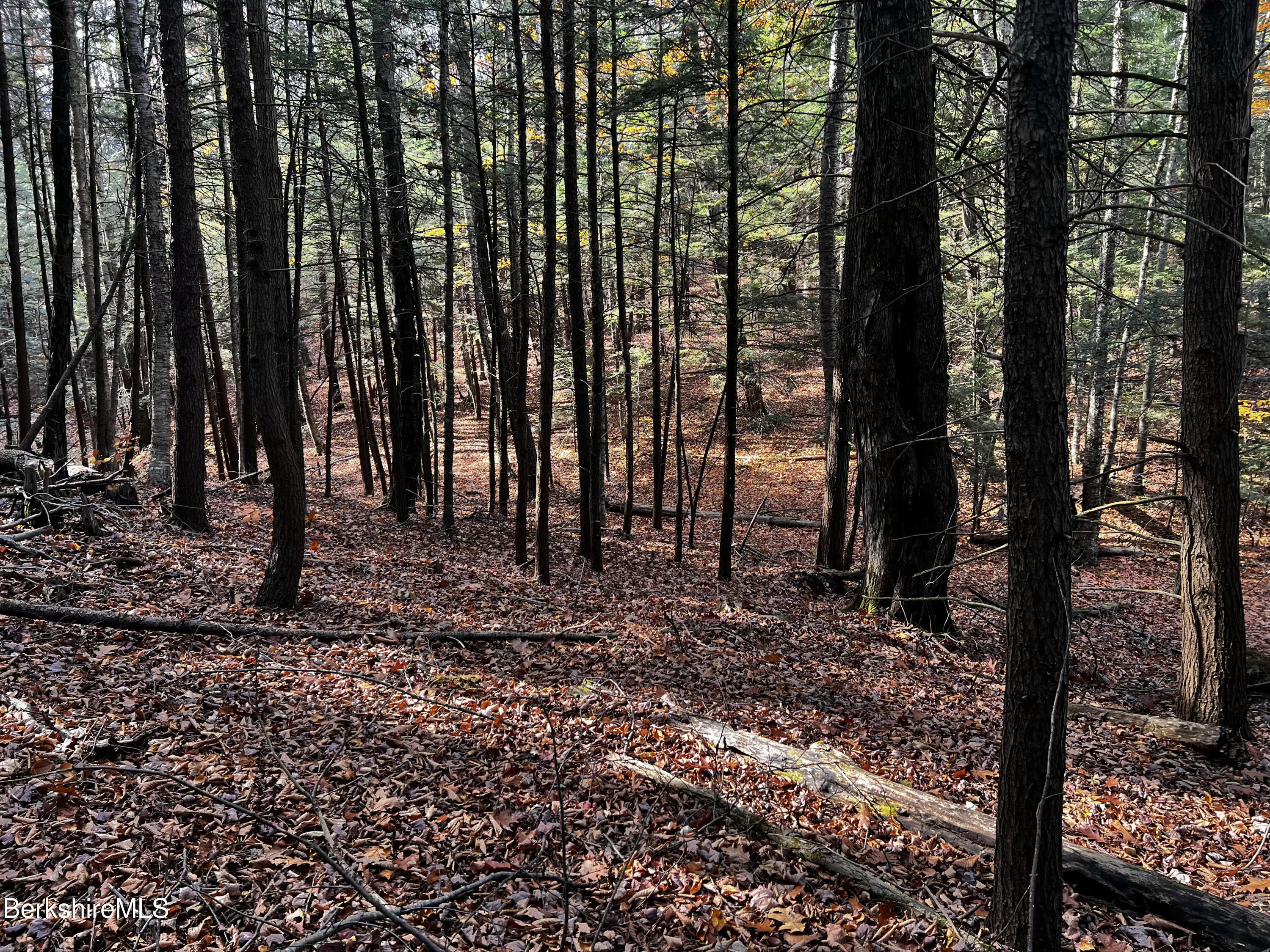 a view of outdoor space with lots of trees