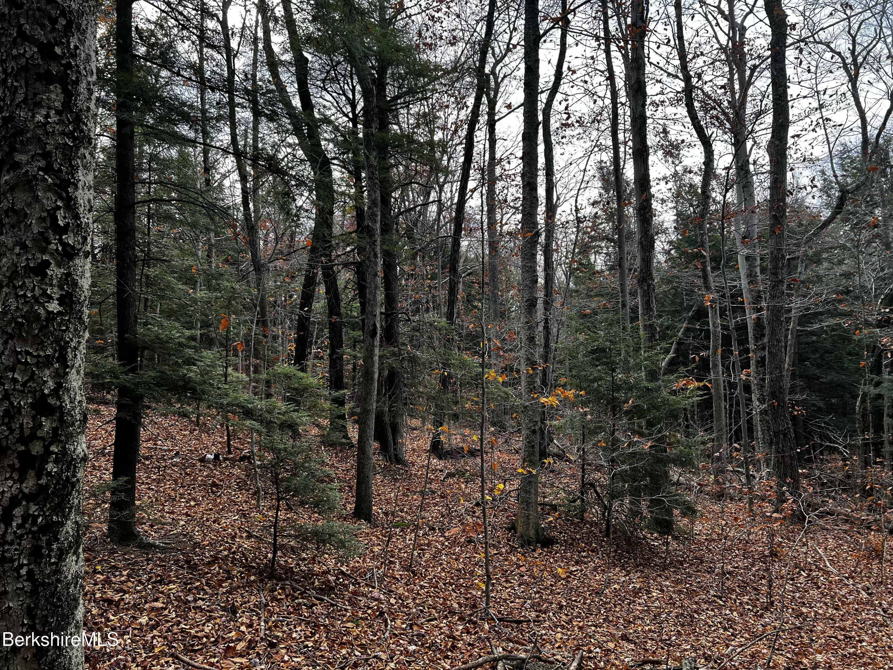 Lot 84 Moberg Road Becket, MA 01223 - Photo 11 of 26 a view of a forest with trees