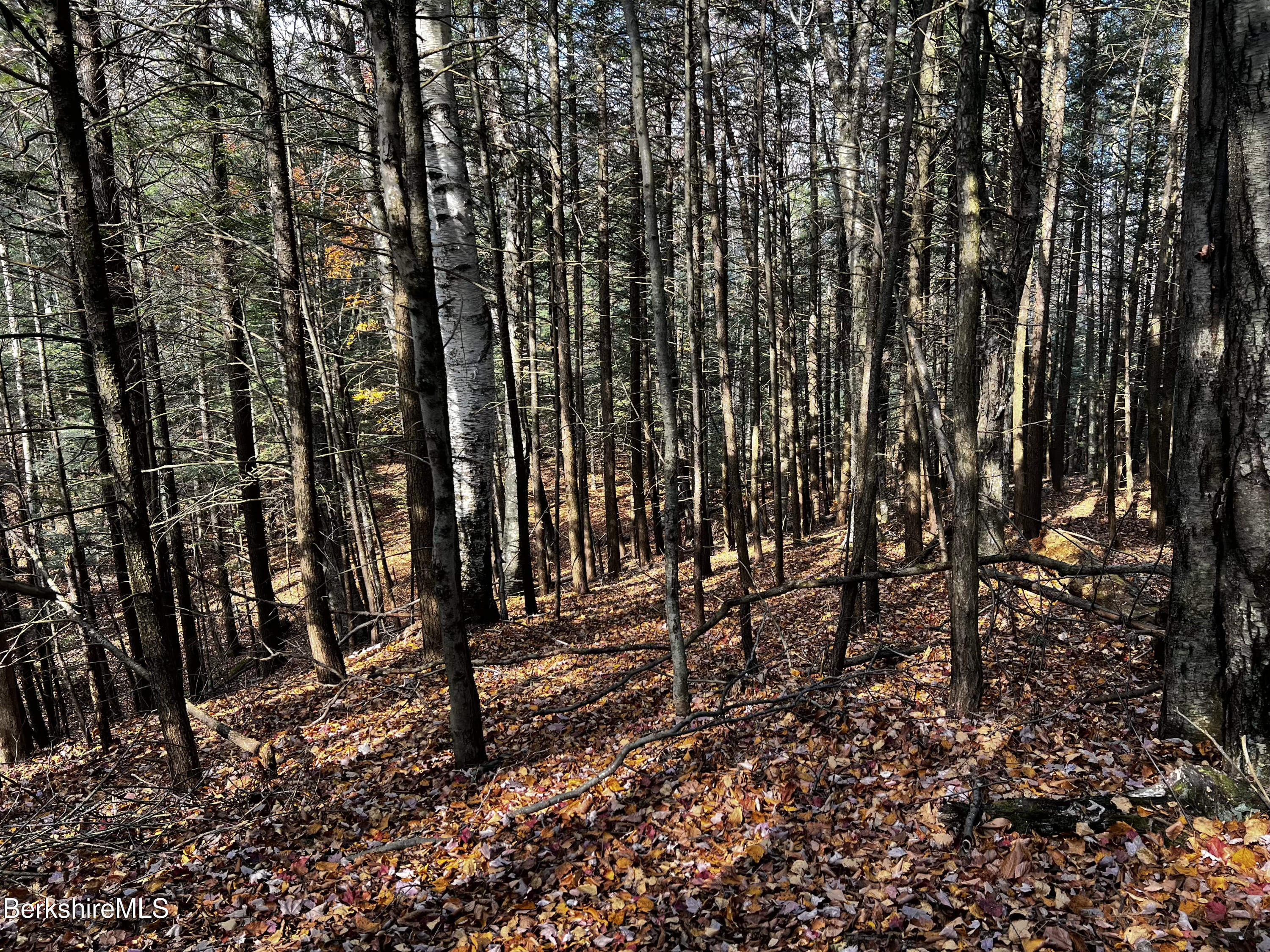 Lot 84 Moberg Road Becket, MA 01223 - Photo 19 of 26 a view of a forest