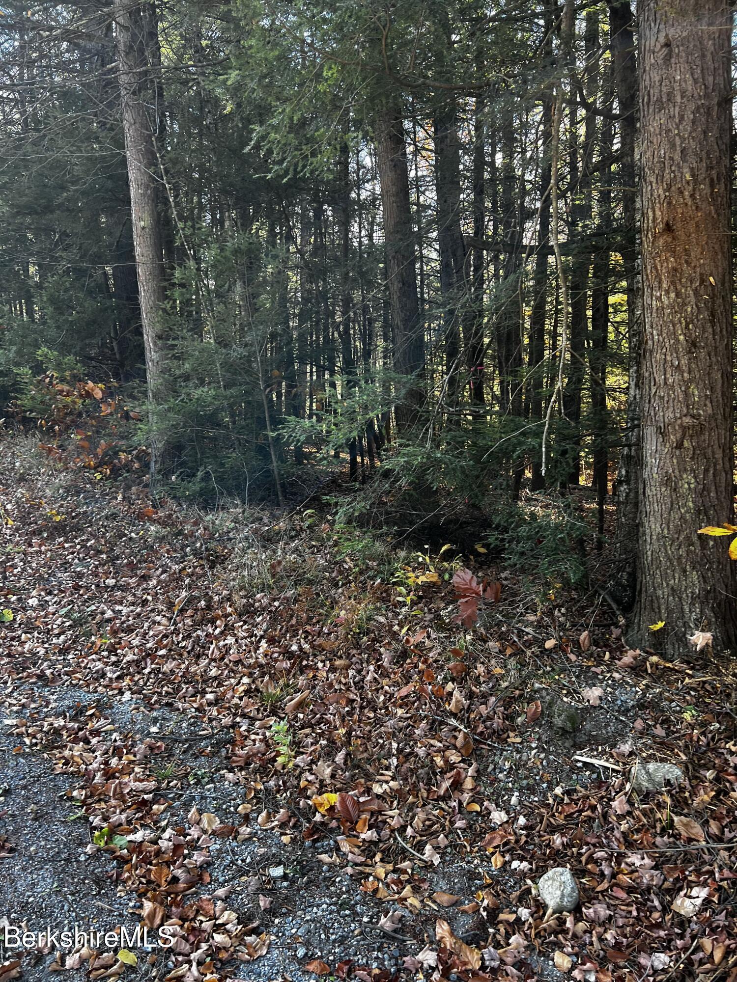 Lot 84 Moberg Road Becket, MA 01223 - Photo 22 of 26 a view of a forest with trees