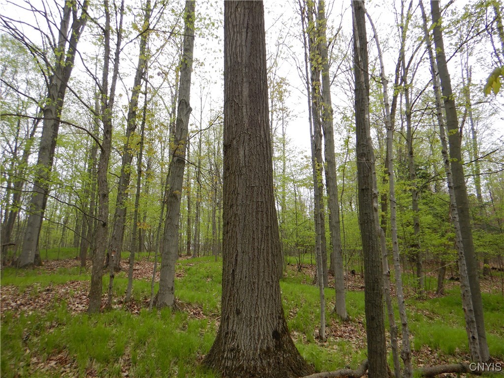 Wightman Road Wellsville, NY 14895 - Photo 21 of 47