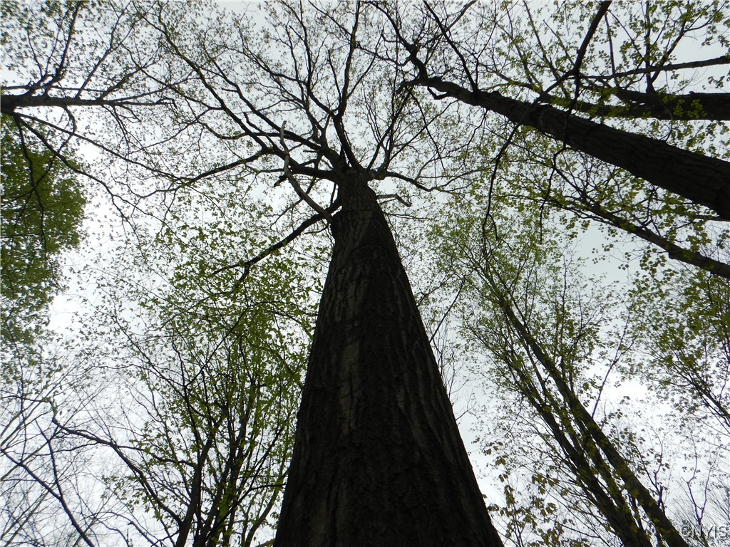 Wightman Road Wellsville, NY 14895 - Photo 22 of 47