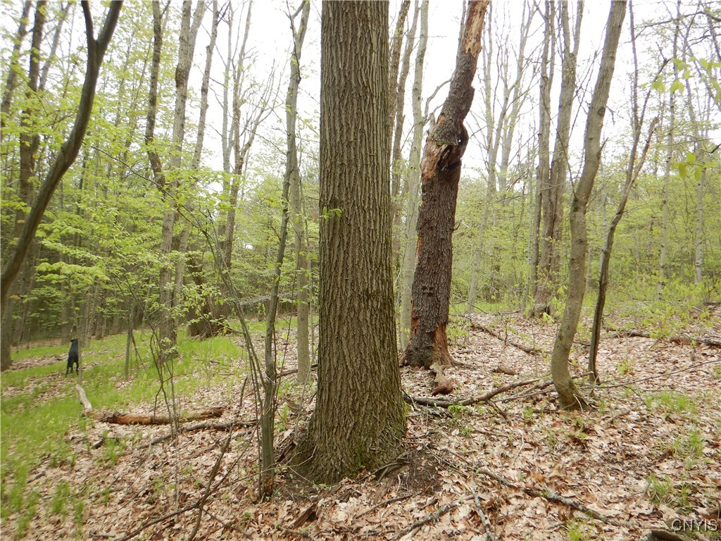 Wightman Road Wellsville, NY 14895 - Photo 24 of 47