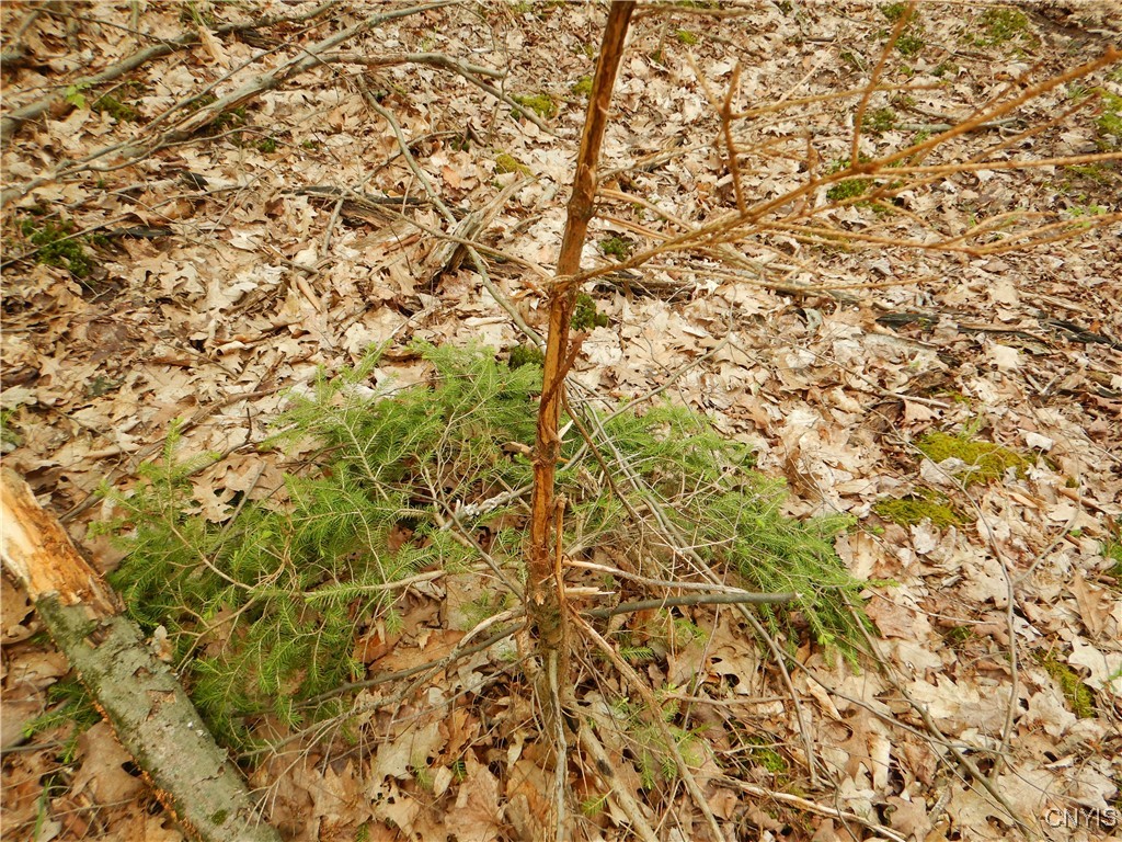 Wightman Road Wellsville, NY 14895 - Photo 41 of 47