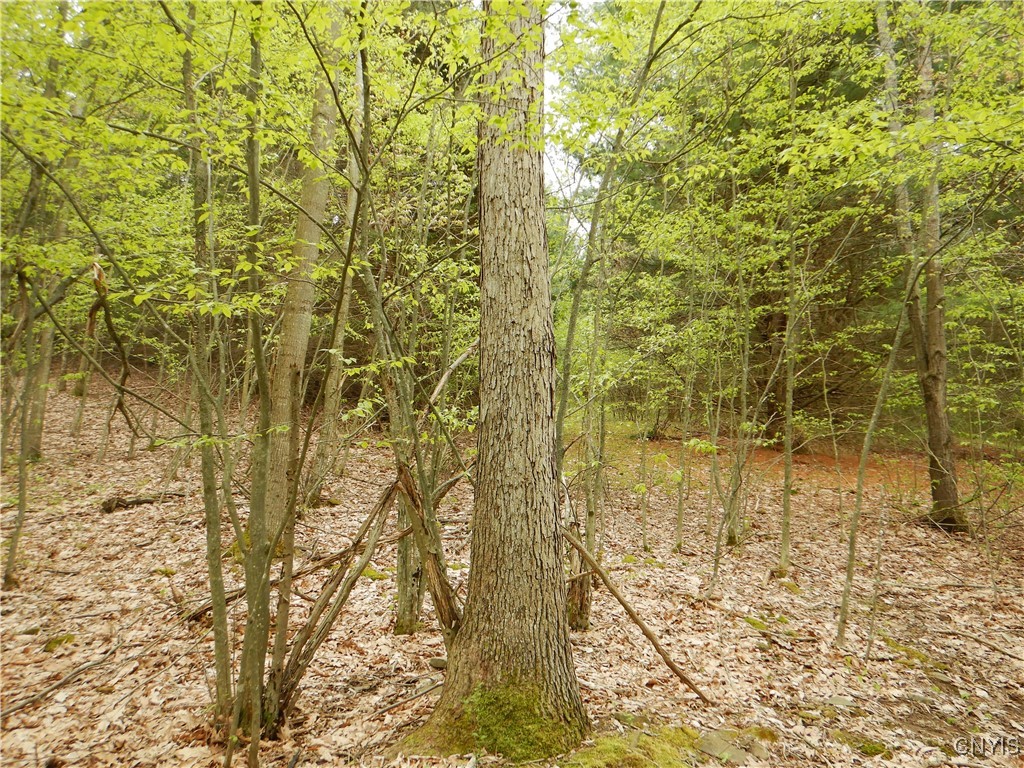 Wightman Road Wellsville, NY 14895 - Photo 42 of 47