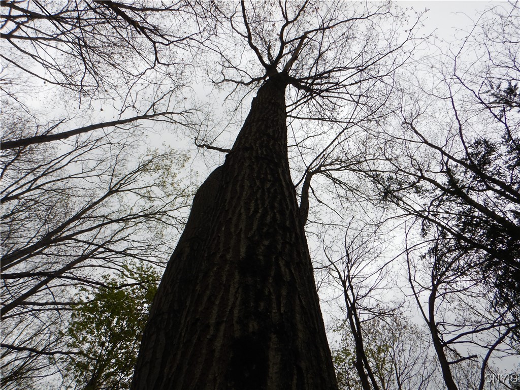 Wightman Road Wellsville, NY 14895 - Photo 7 of 47