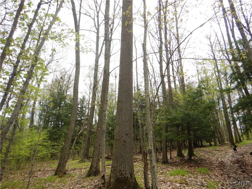 Wightman Road Wellsville, NY 14895 - Photo 10 of 47