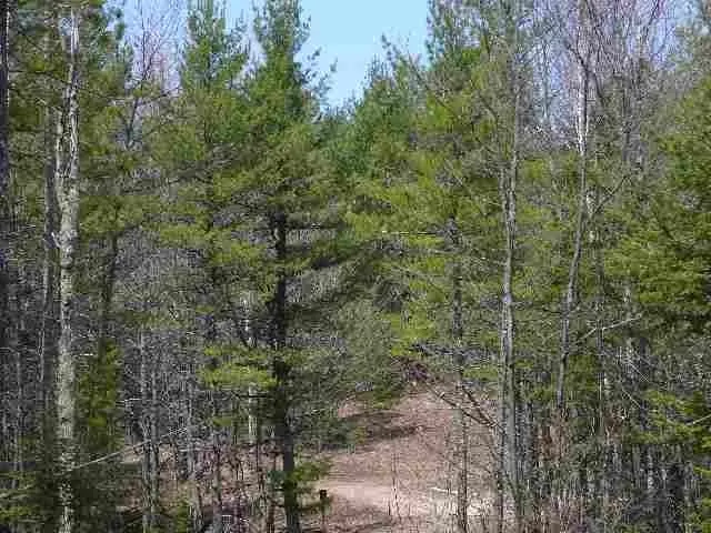 a view of a forest with trees and sky