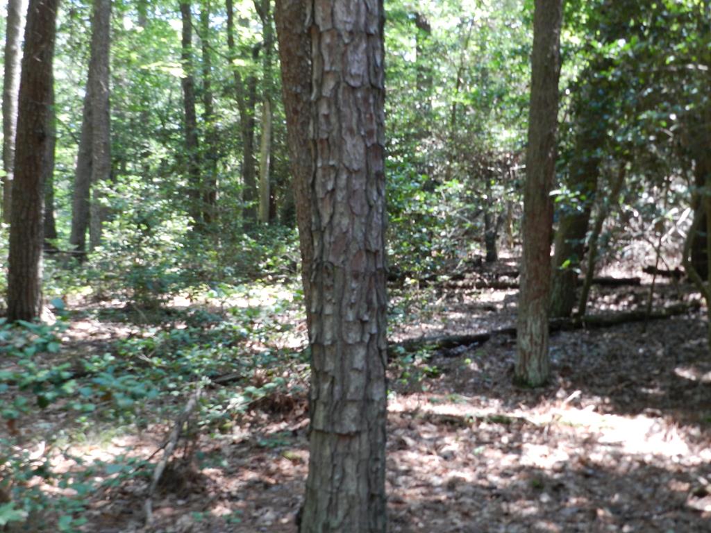 Lot B5 Saltworks Road, Unit B5 Exmore, VA 23350 - Photo 16 of 16