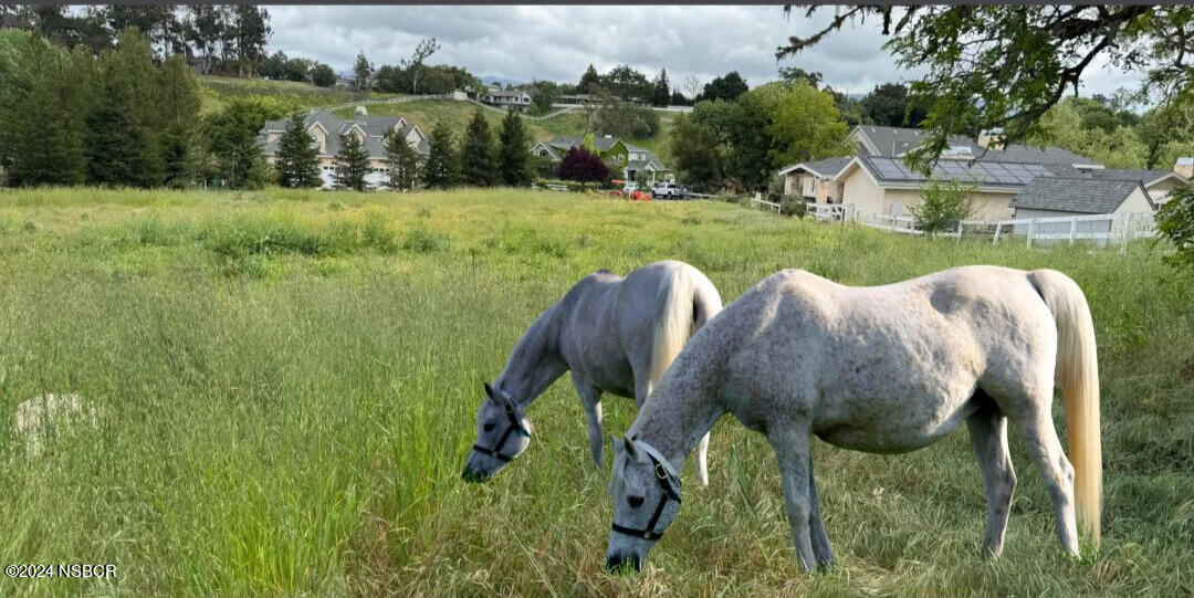 985 Old Ranch Road Solvang, CA 93463 - Photo 1 of 15 horses in the field