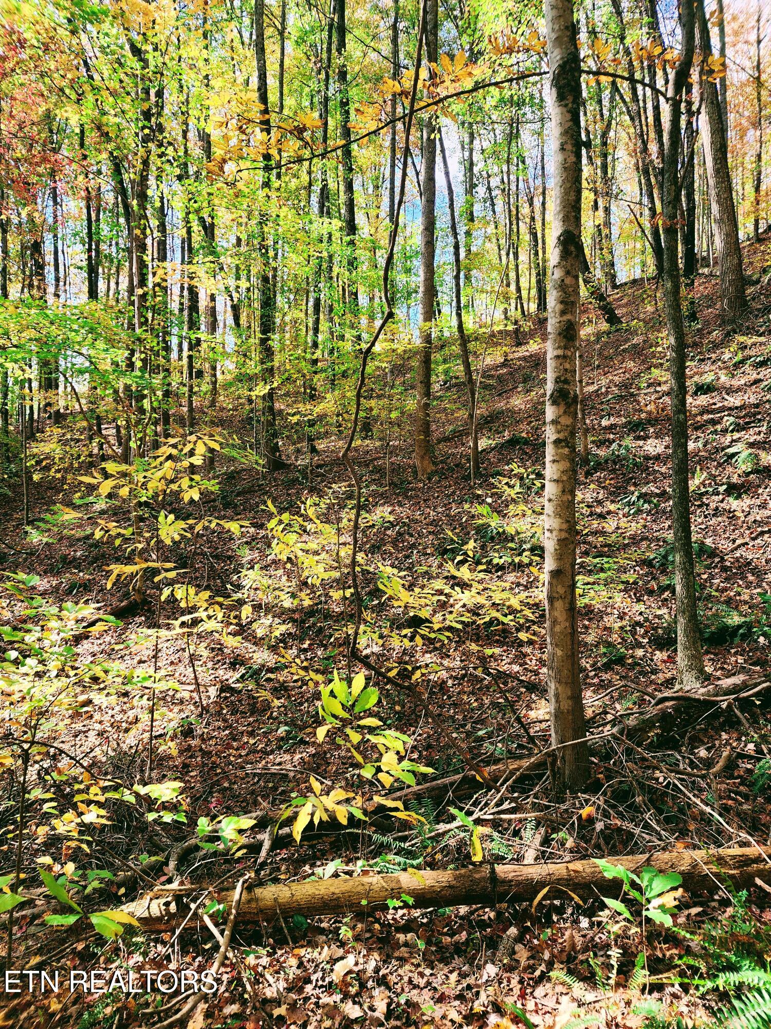 1467 Webster Road Harriman, TN 37748 - Photo 23 of 56 20241103_123535