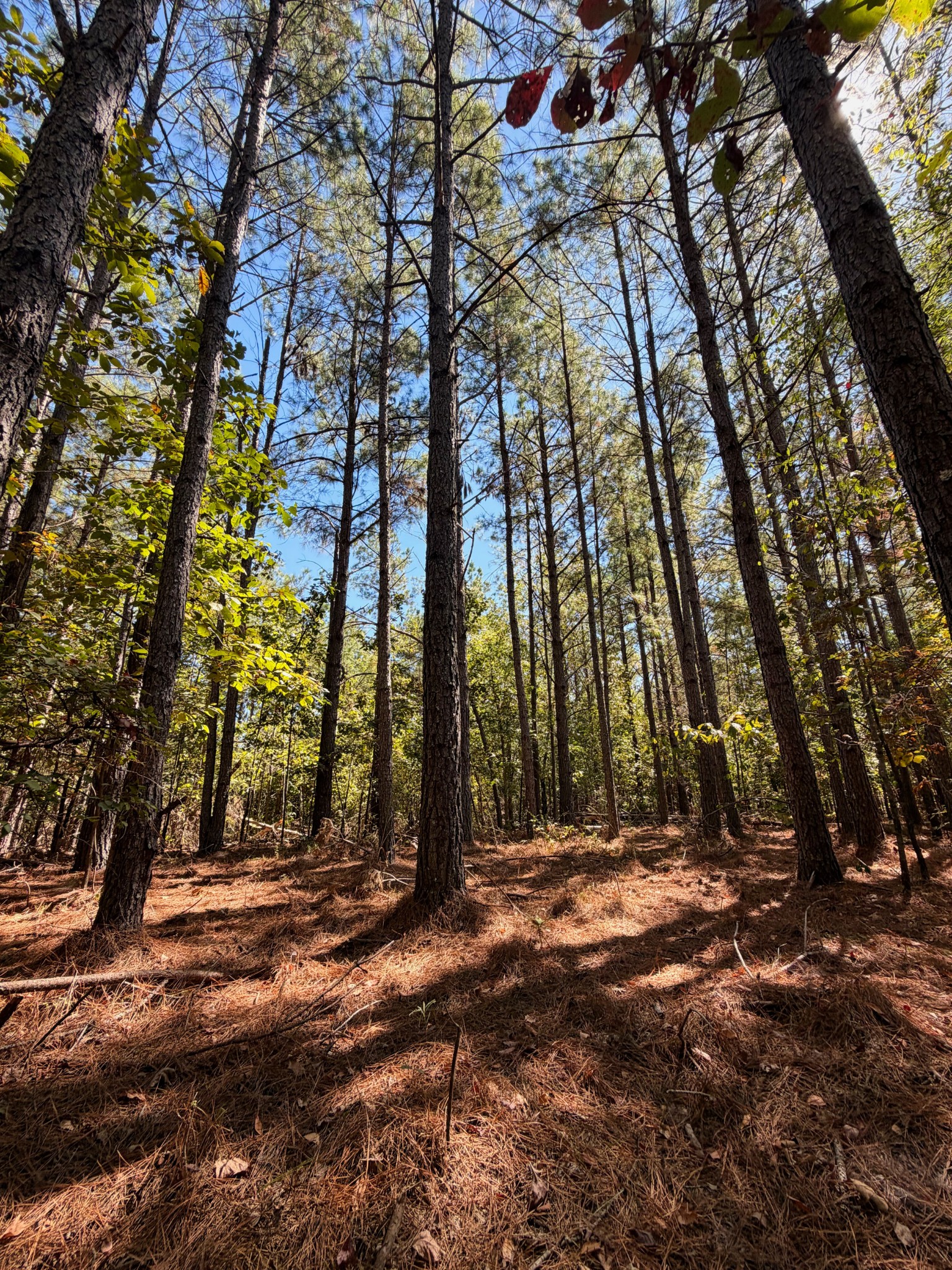 0 Coy Hill Road Savannah, TN 38372 - Photo 21 of 31 Gallery Image 21