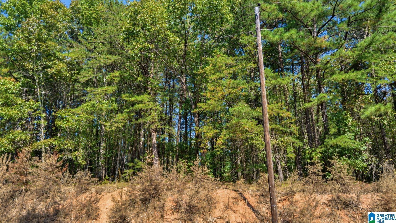 2 Lees Bridge Road, Unit TRACT 2 Delta, AL 36258 - Photo 10 of 23 Gallery Image 10