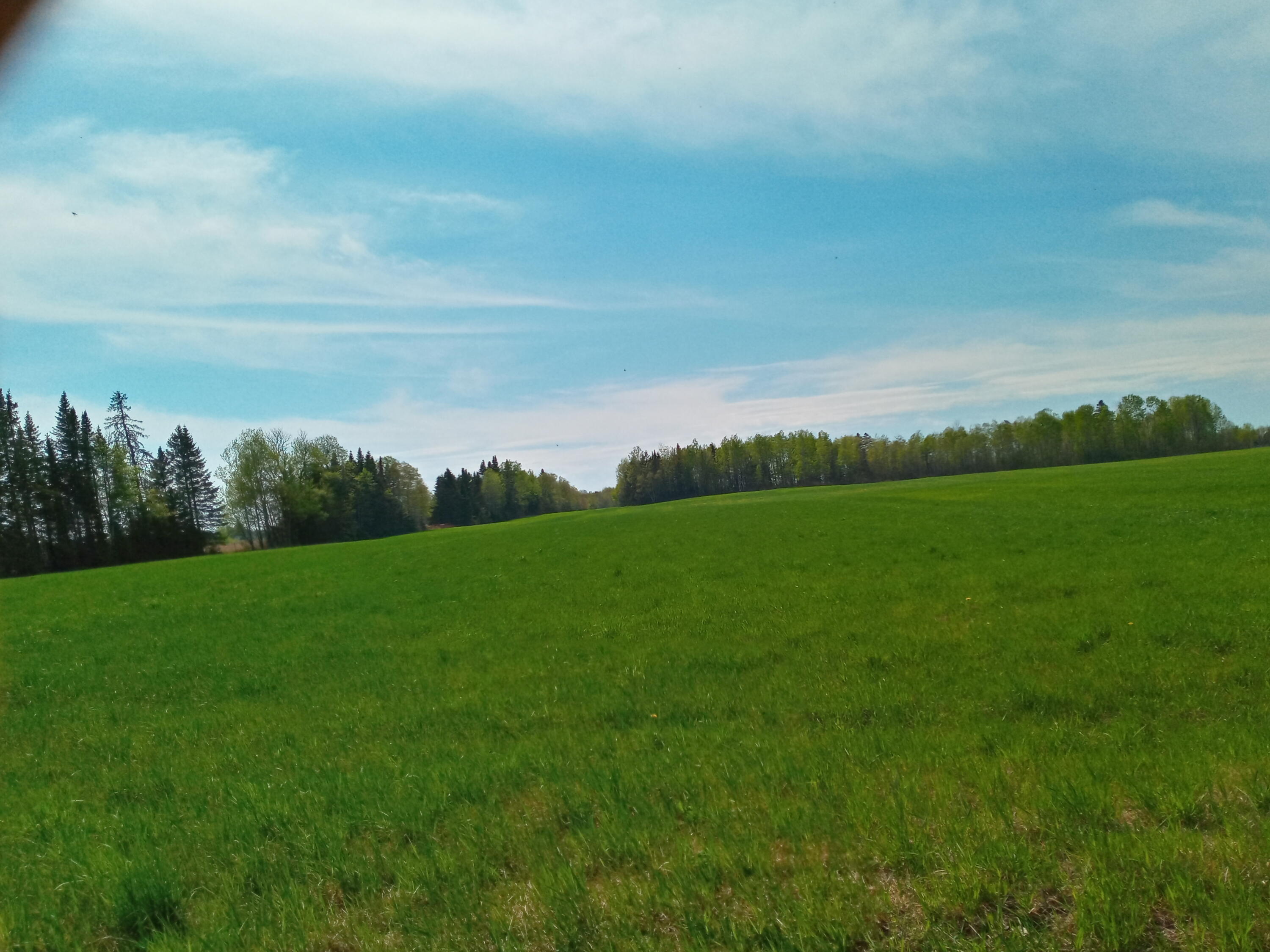 99 Leach Road Ashland, ME 04732 - Photo 58 of 63 very back hay field