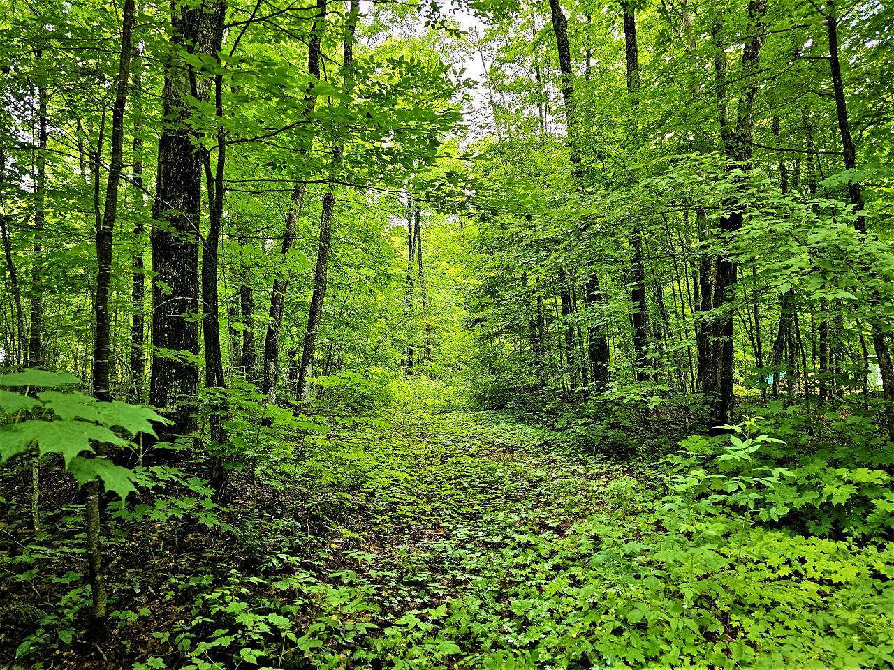 Lot 5 Lake Six Road Hurley, WI 54534 - Photo 2 of 13 Gallery Image 2