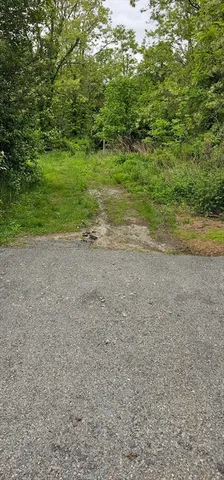 a view of a yard with a plant