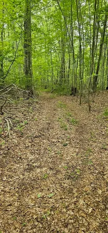 a view of a yard with plants