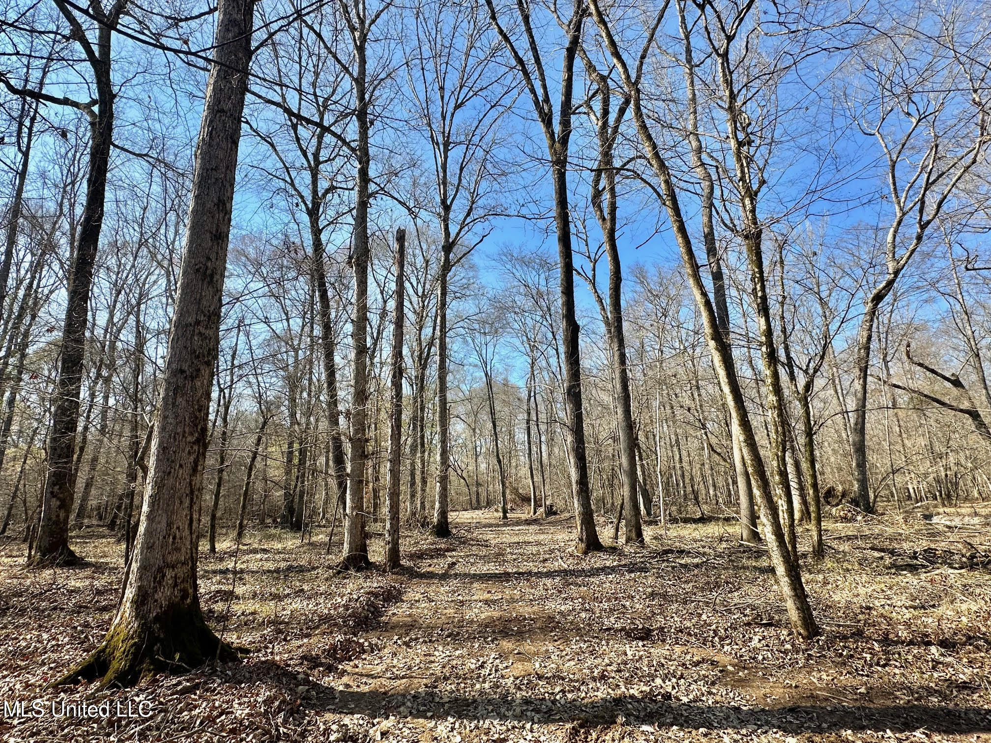3 Evans Road Carthage, MS 39051 - Photo 11 of 46 123
