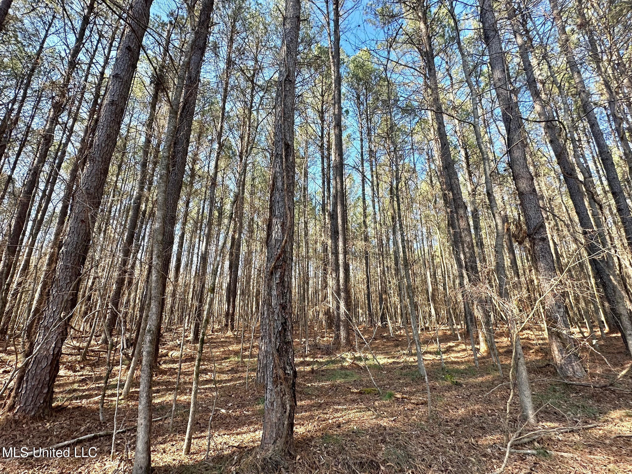 3 Evans Road Carthage, MS 39051 - Photo 26 of 46 138