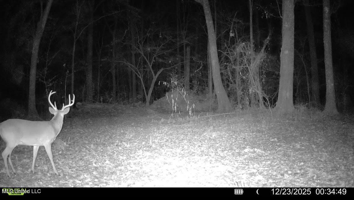 3 Evans Road Carthage, MS 39051 - Photo 32 of 46 145