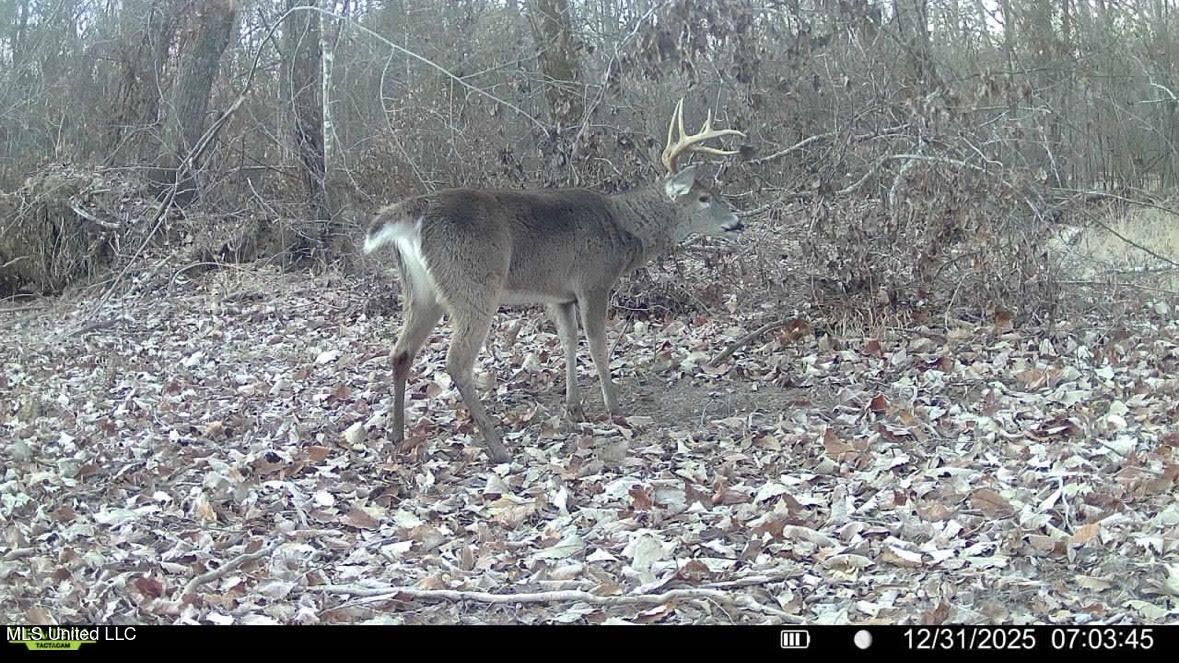 3 Evans Road Carthage, MS 39051 - Photo 33 of 46 146