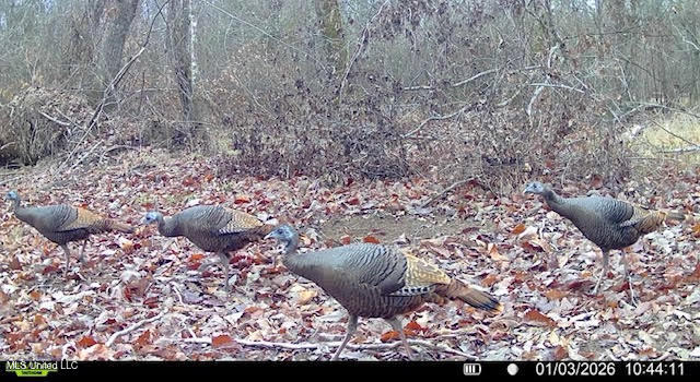 3 Evans Road Carthage, MS 39051 - Photo 38 of 46 154