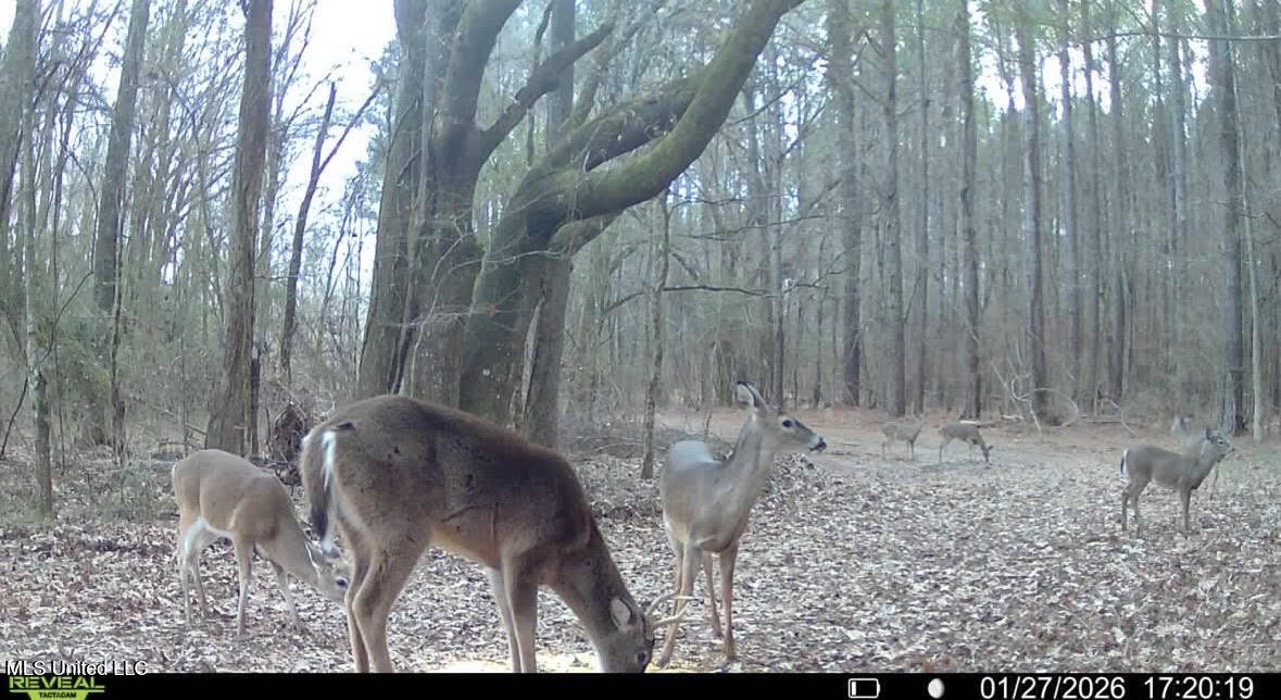3 Evans Road Carthage, MS 39051 - Photo 39 of 46 155