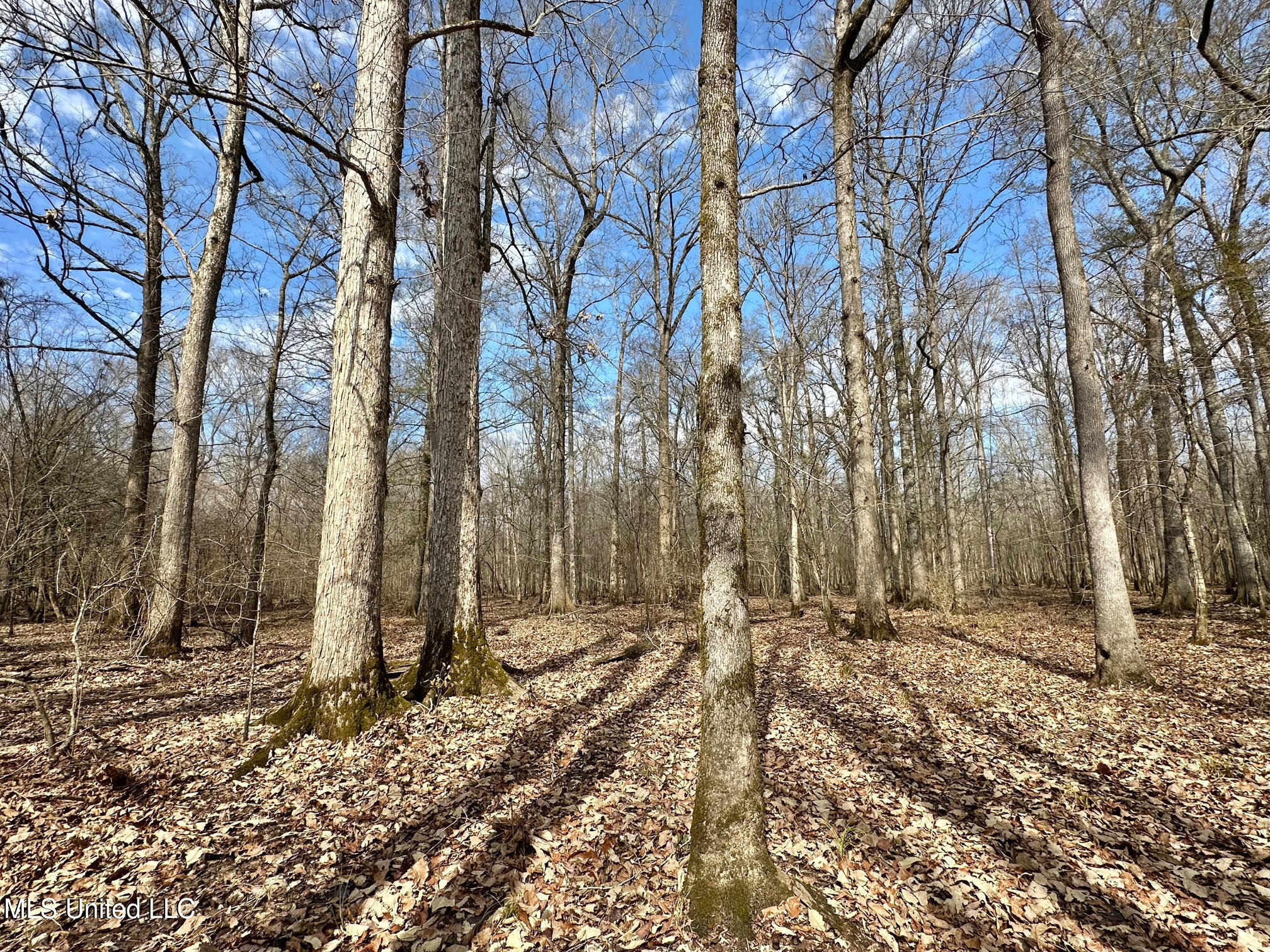 3 Evans Road Carthage, MS 39051 - Photo 5 of 46 17