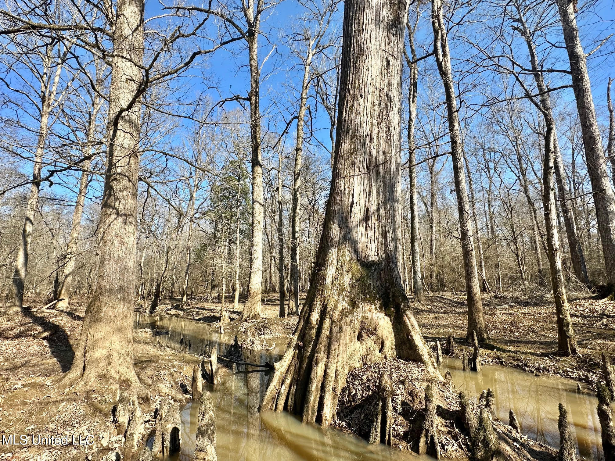 3 Evans Road Carthage, MS 39051 - Photo 7 of 46 119