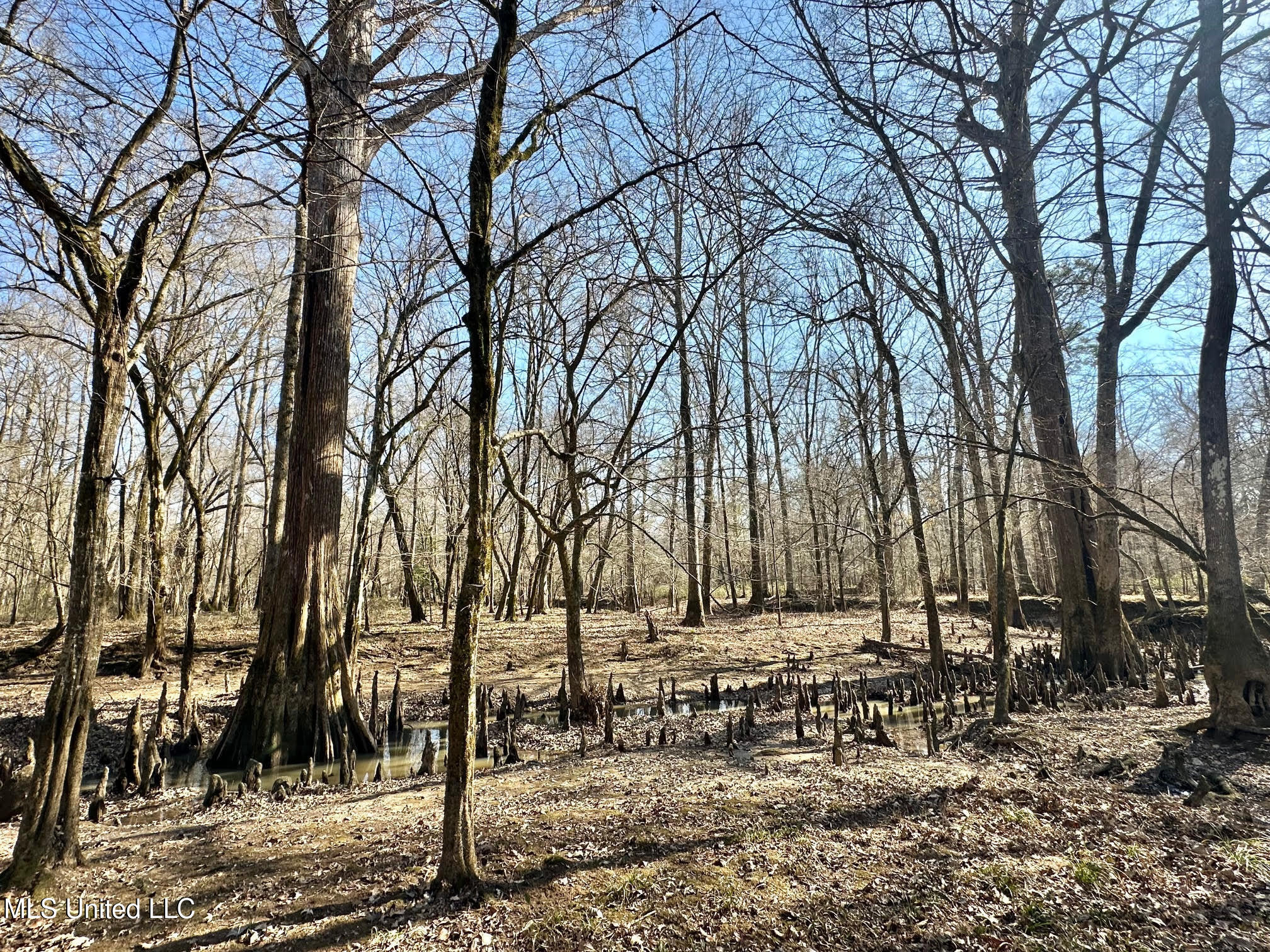 3 Evans Road Carthage, MS 39051 - Photo 8 of 46 120
