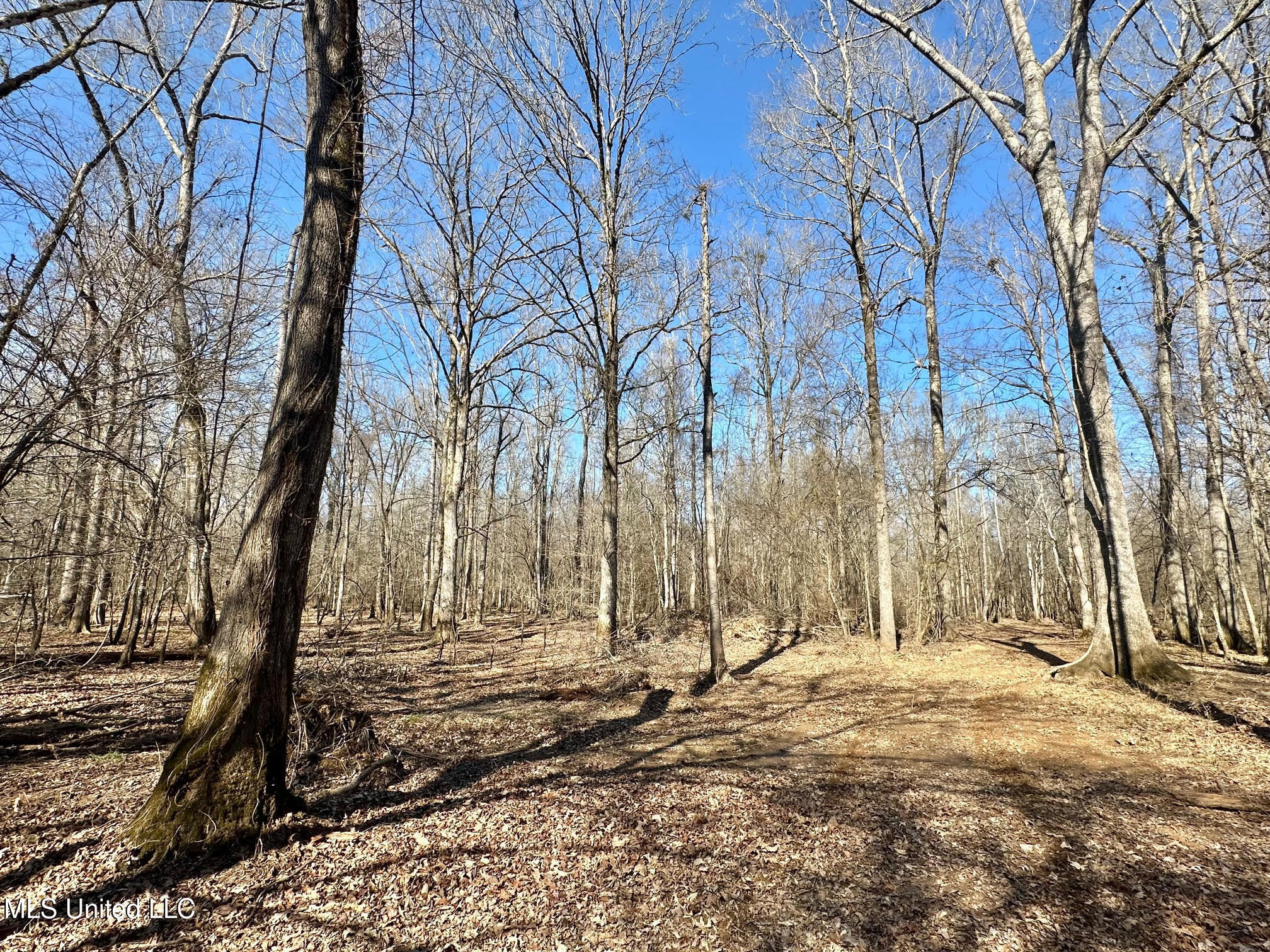 3 Evans Road Carthage, MS 39051 - Photo 10 of 46 122
