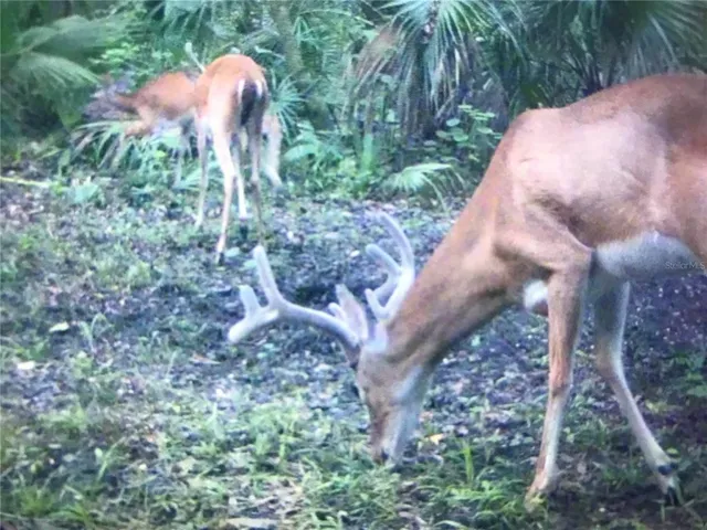 $359,900 | 2634 Cr 416n Lake, Lake Panasoffkee, FL 33538