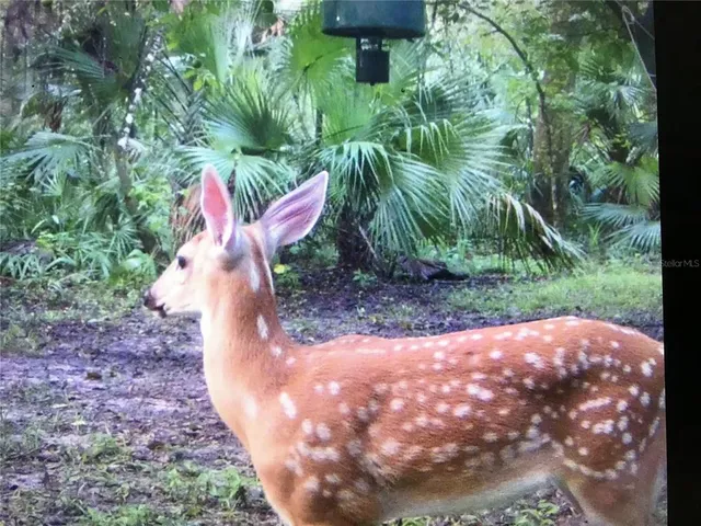 $359,900 | 2634 Cr 416n Lake, Lake Panasoffkee, FL 33538