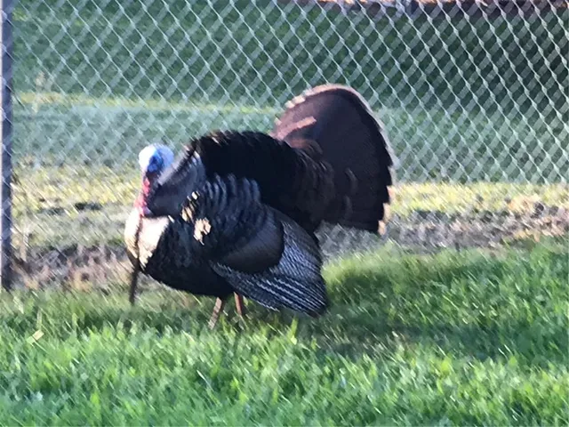 $359,900 | 2634 Cr 416n Lake, Lake Panasoffkee, FL 33538