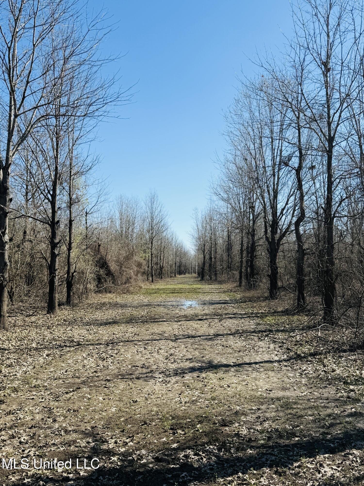 0 Priddy Road Rolling Fork, MS 39159 - Photo 14 of 56 Photo Mar 25 2025, 4 00 04 PM