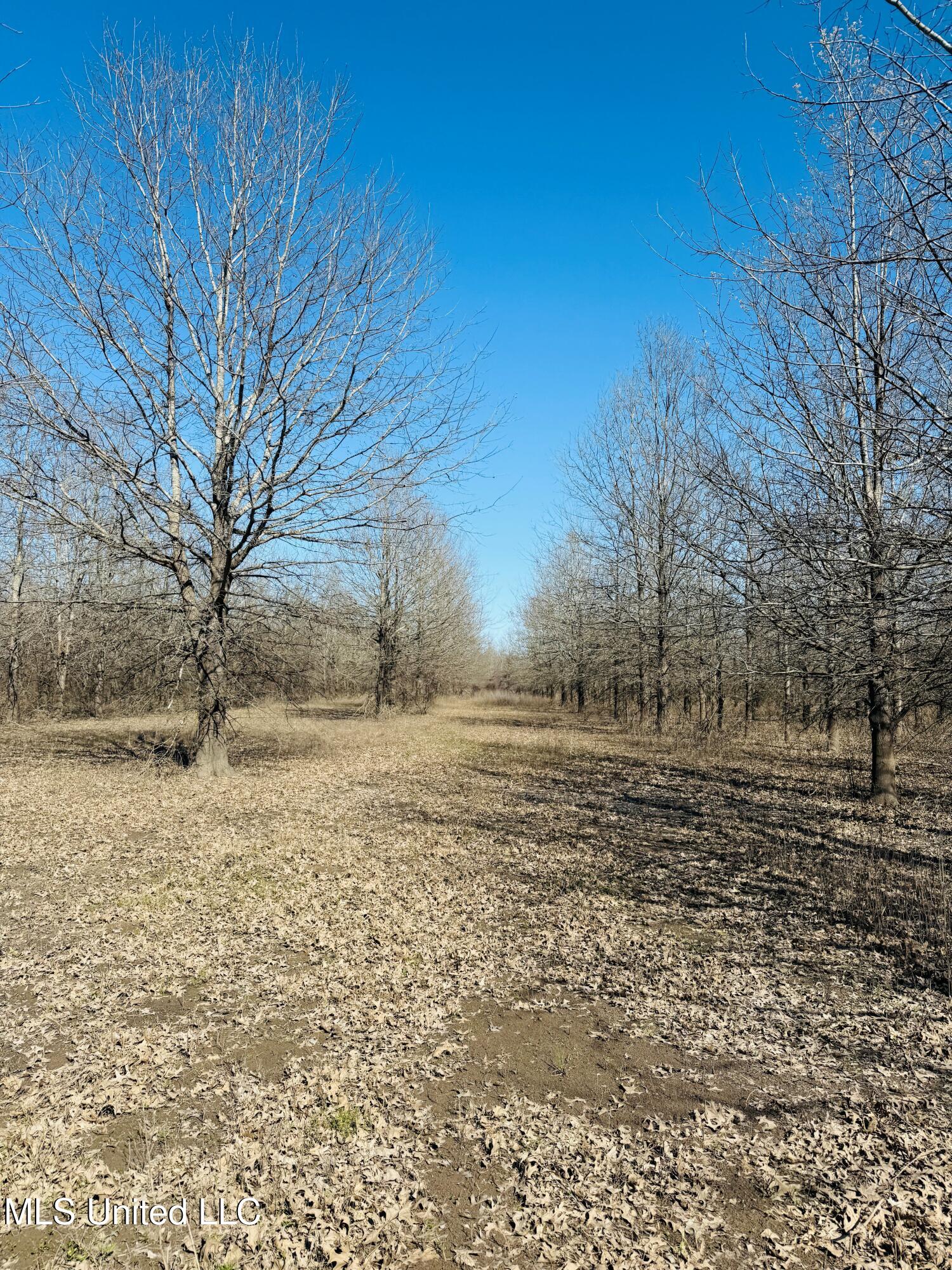0 Priddy Road Rolling Fork, MS 39159 - Photo 21 of 56 Photo Mar 25 2025, 3 55 04 PM