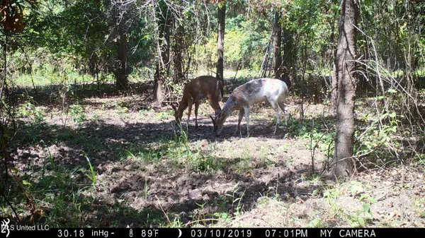 $1,050,000 | 0 Priddy Road, Rolling Fork, MS 39159