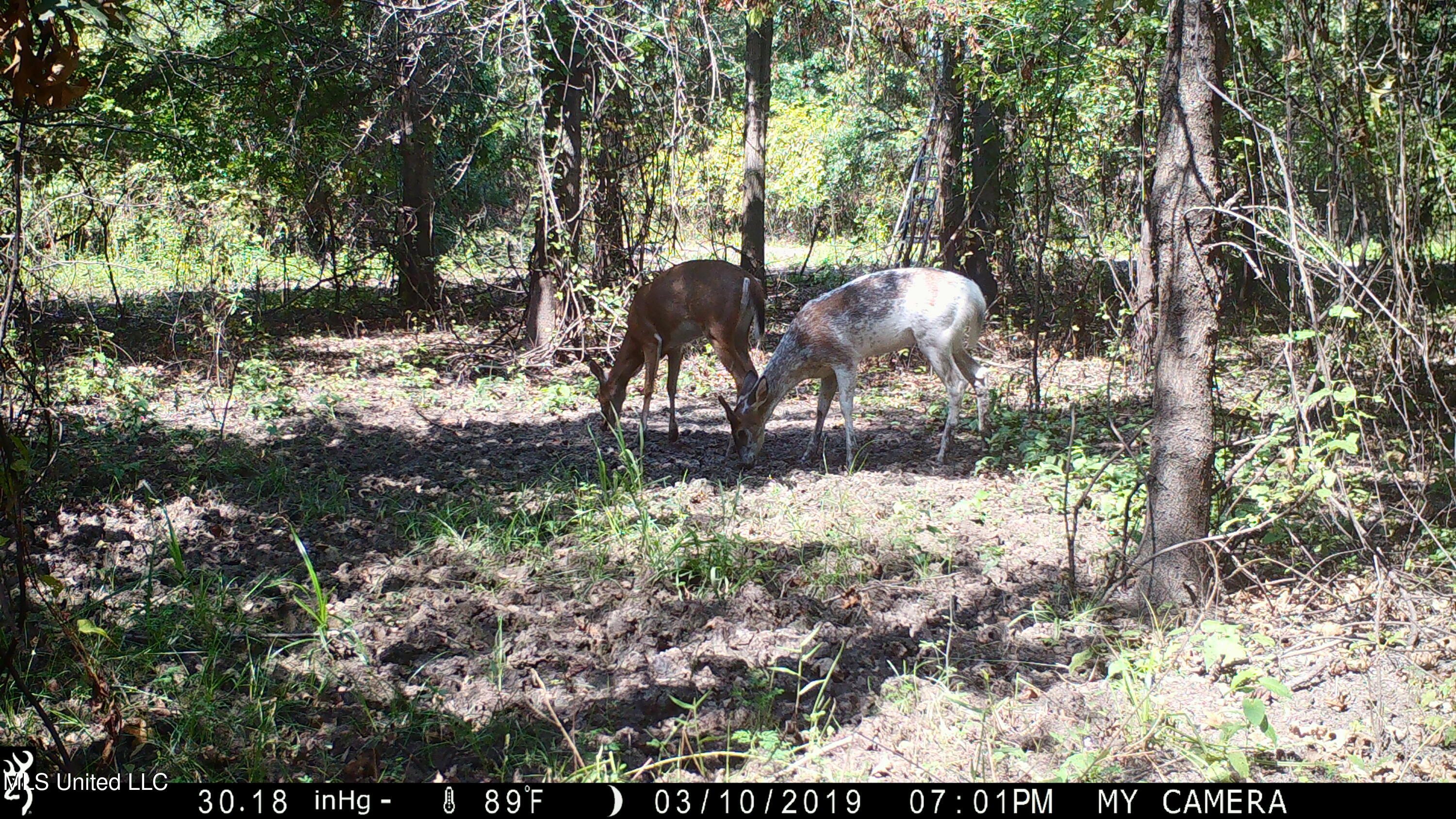 0 Priddy Road Rolling Fork, MS 39159 - Photo 36 of 56 IMG_0350