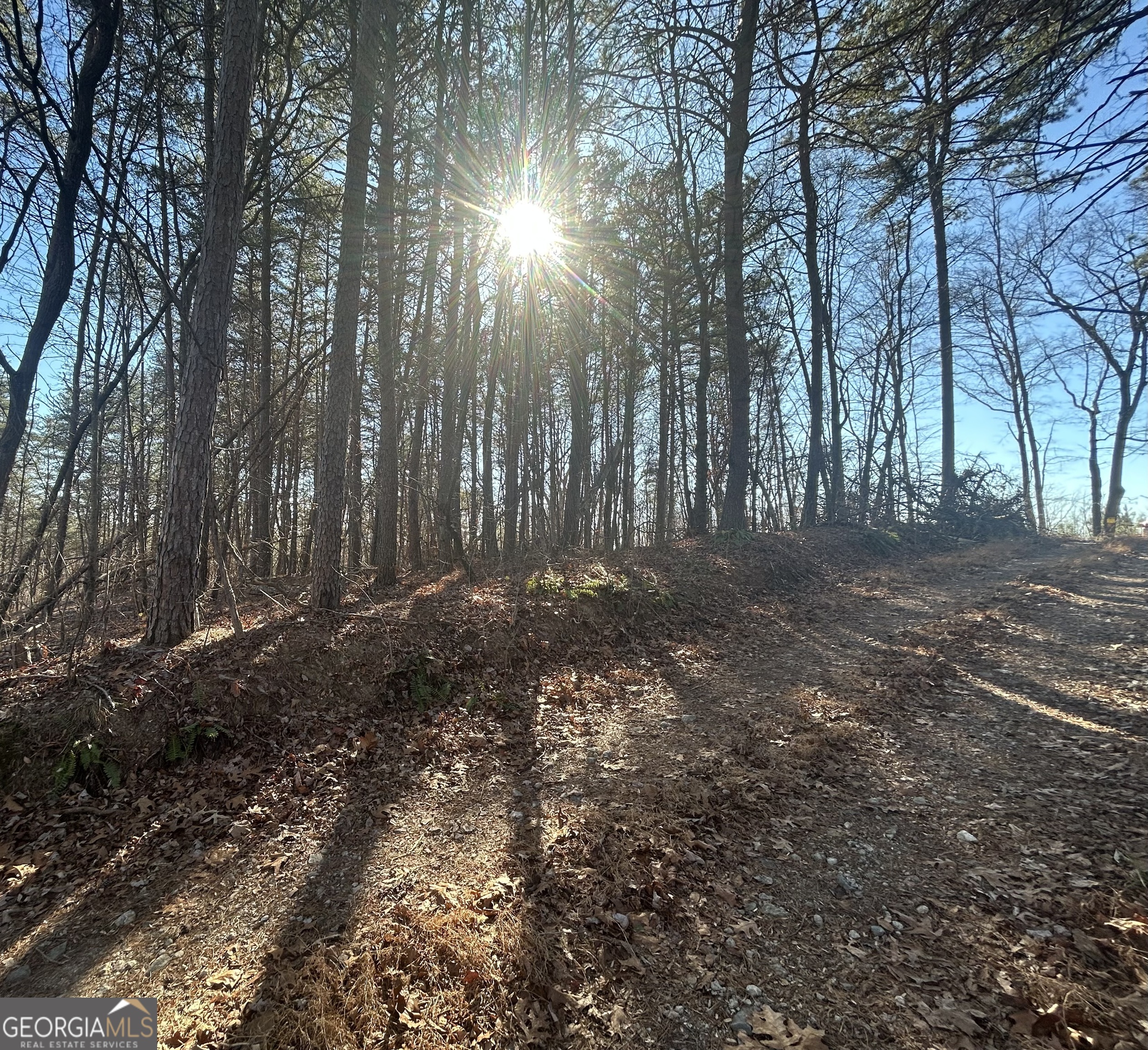 0 Highland Tree Court Ranger, GA 30734 - Photo 3 of 4 a view of dirt yard with a large tree