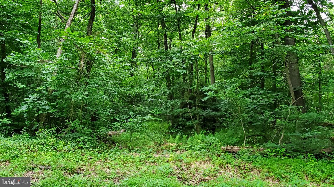 Lot 1 Bloody Spring Road Bernville, PA 19506 - Photo 5 of 12 Gallery Image 5