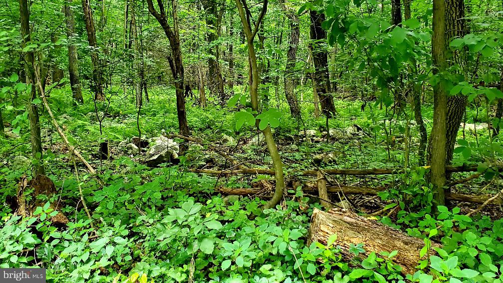 Lot 1 Bloody Spring Road Bernville, PA 19506 - Photo 7 of 12 Gallery Image 7