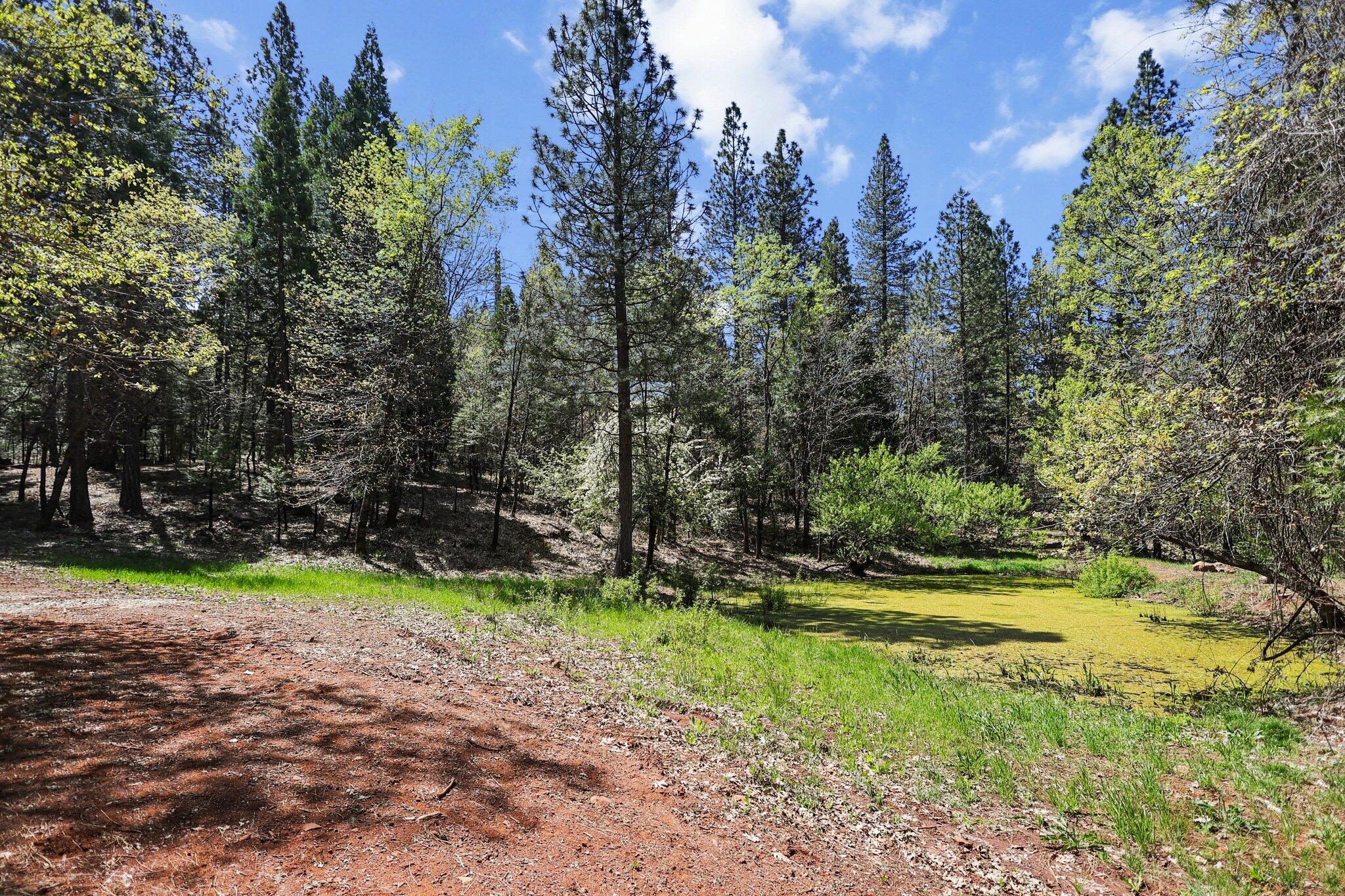 30726 Shingletown Ridge Road Shingletown, CA 96088 - Photo 36 of 84 a view of a yard with large trees