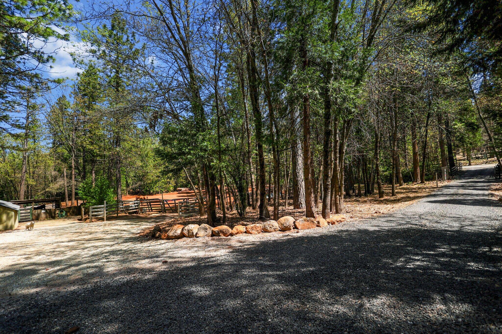 30726 Shingletown Ridge Road Shingletown, CA 96088 - Photo 50 of 84 a view of park with large trees