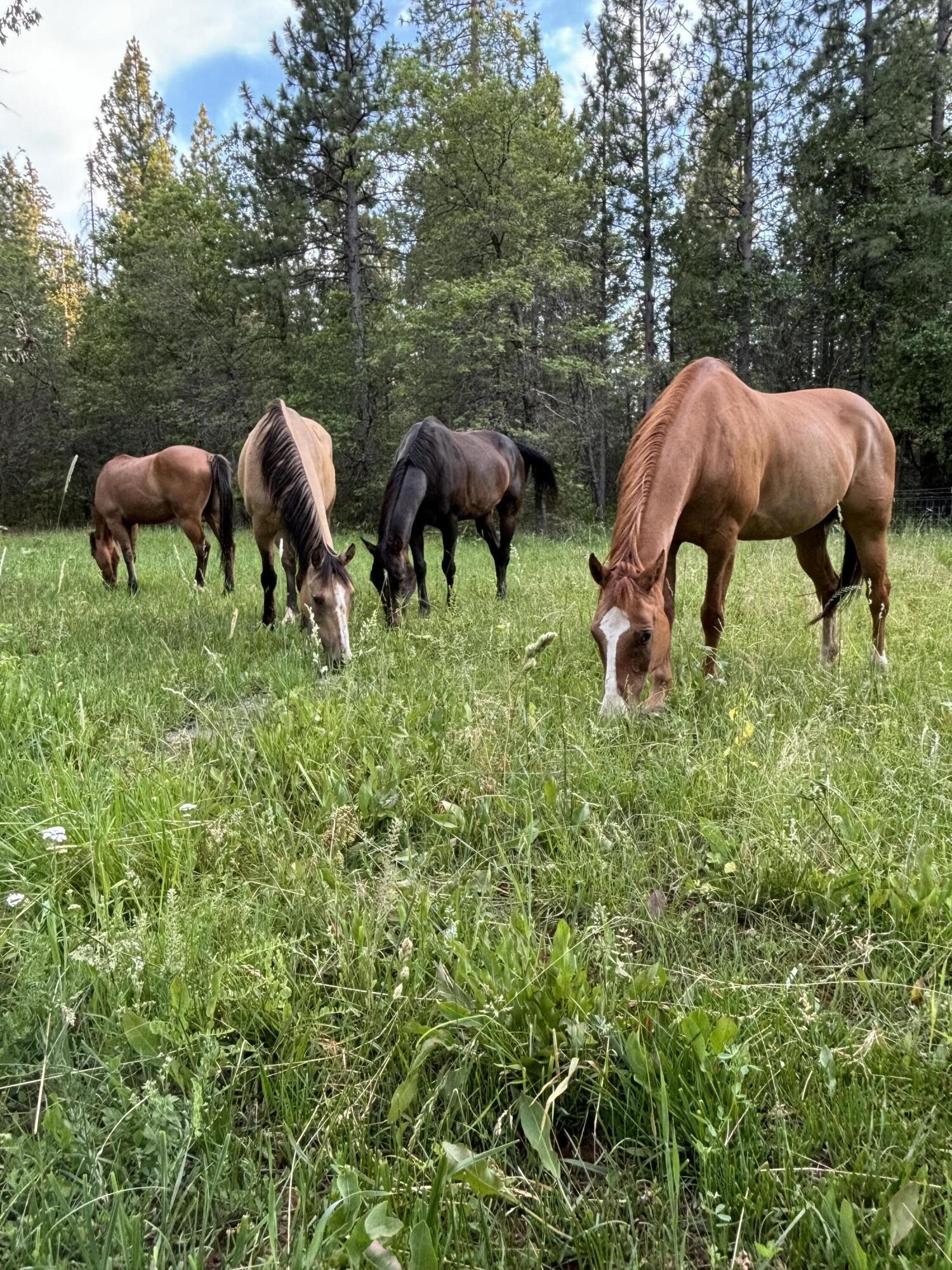 30726 Shingletown Ridge Road Shingletown, CA 96088 - Photo 82 of 84 IMG_0612