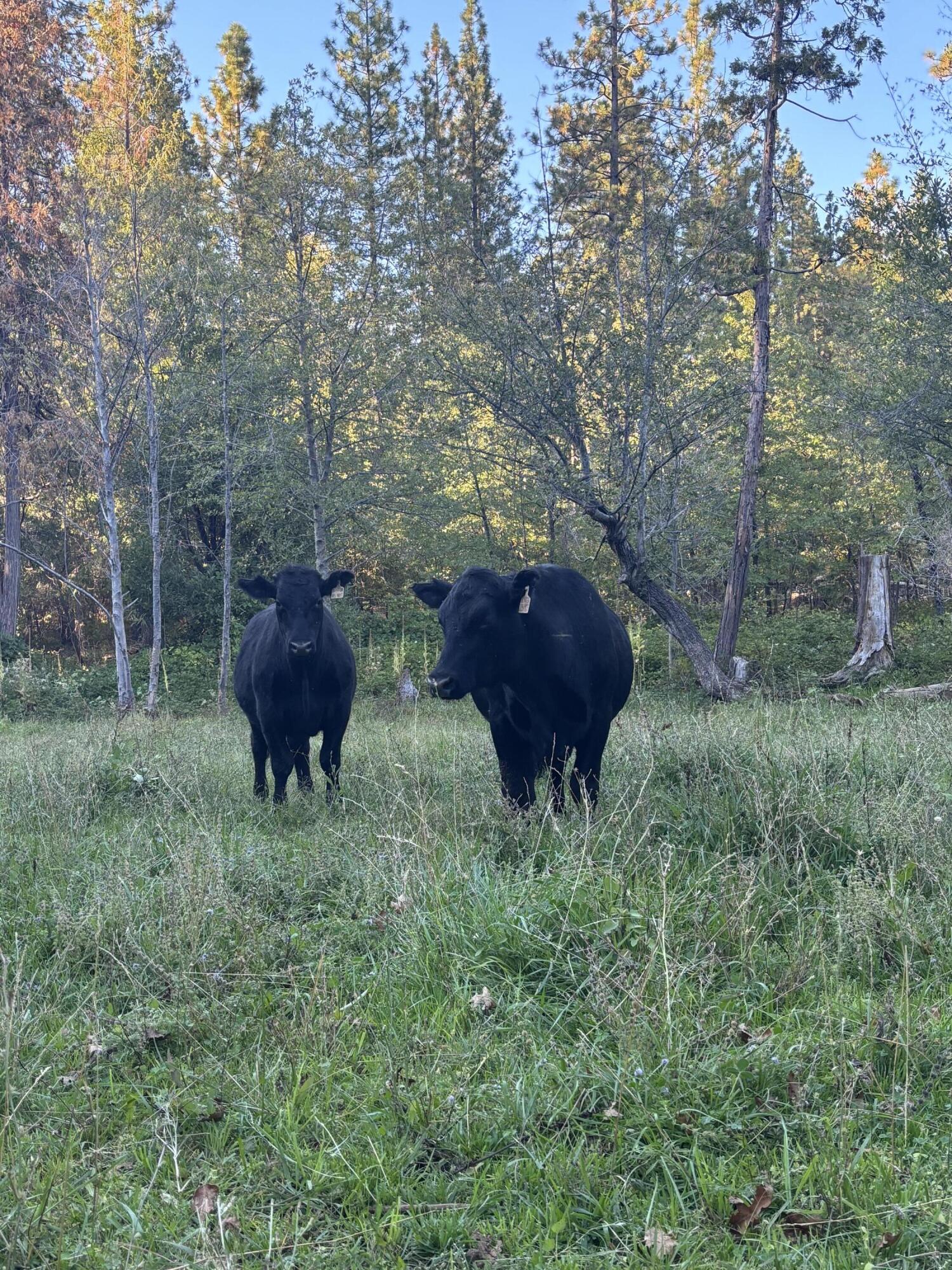 30726 Shingletown Ridge Road Shingletown, CA 96088 - Photo 83 of 84 IMG_7604
