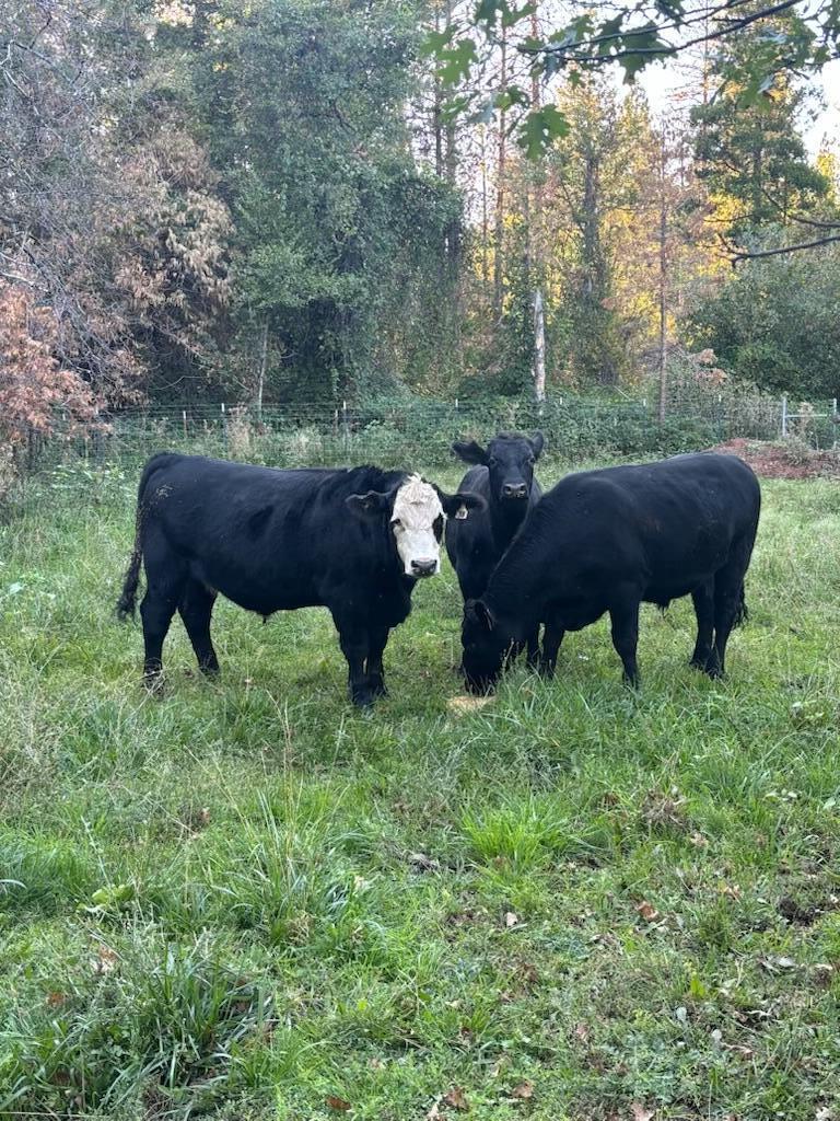 30726 Shingletown Ridge Road Shingletown, CA 96088 - Photo 84 of 84 a view of outdoor area and garden