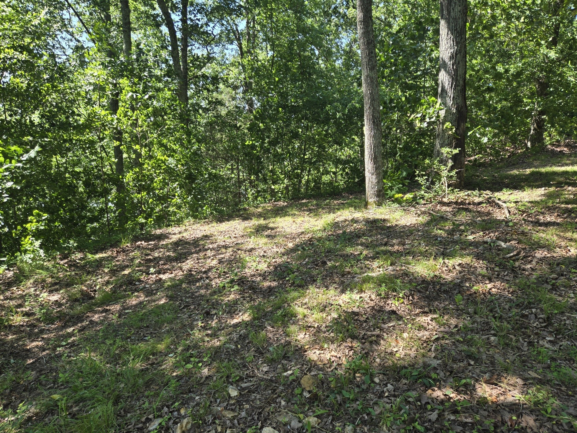0 Sunset Ridge Waverly, TN 37185 - Photo 8 of 9 a view of a yard with a tree