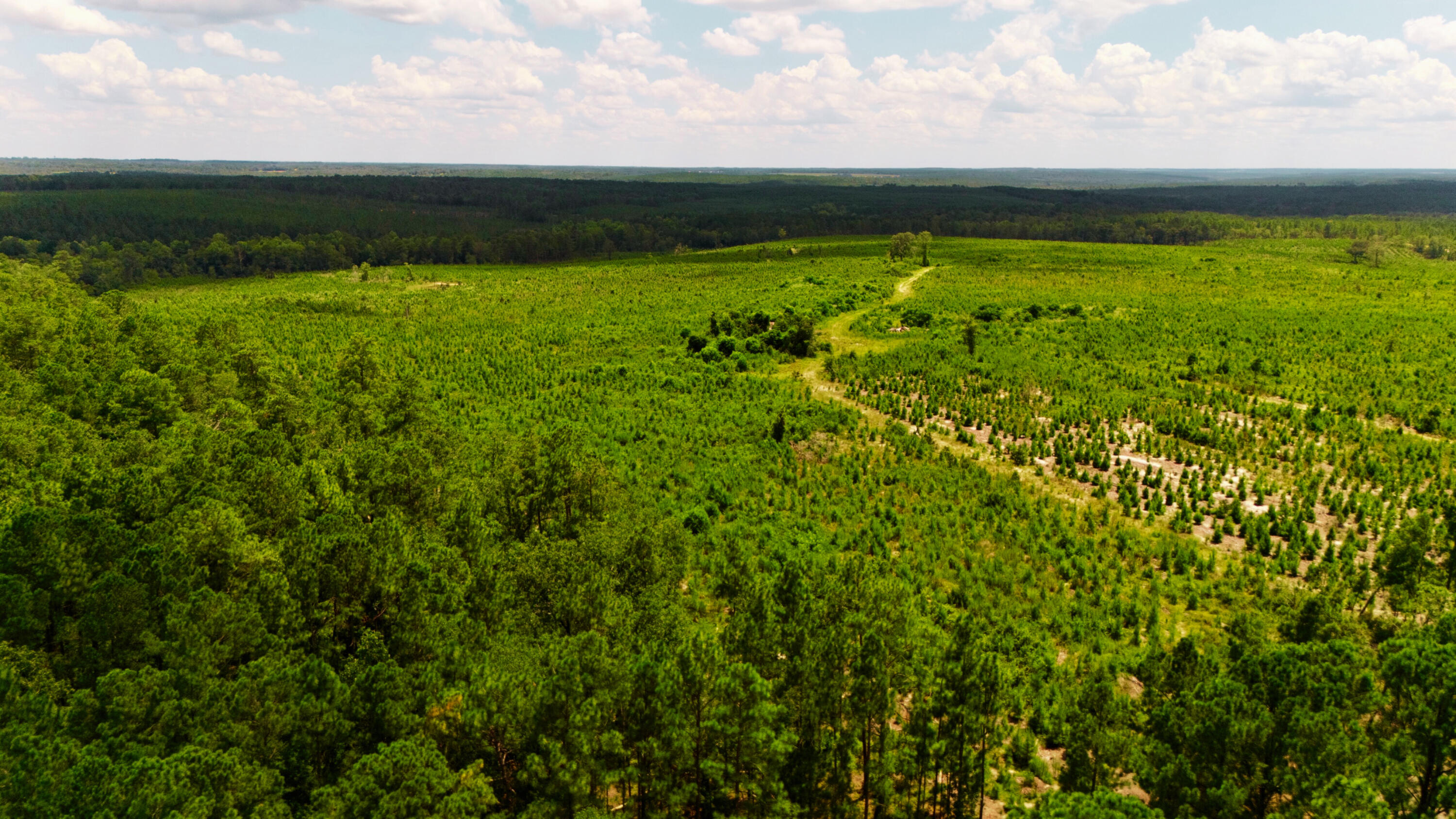 Lot 2 Notch Road Ridge Spring, SC 29129 - Photo 13 of 14