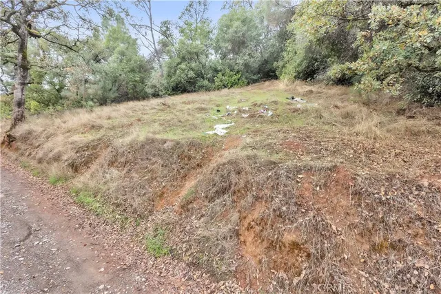 a view of a forest with trees in the background